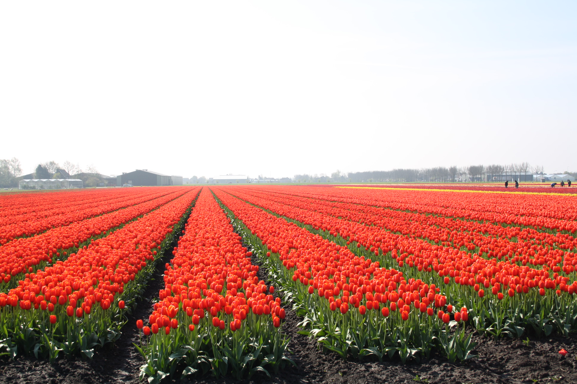 veld tulpen