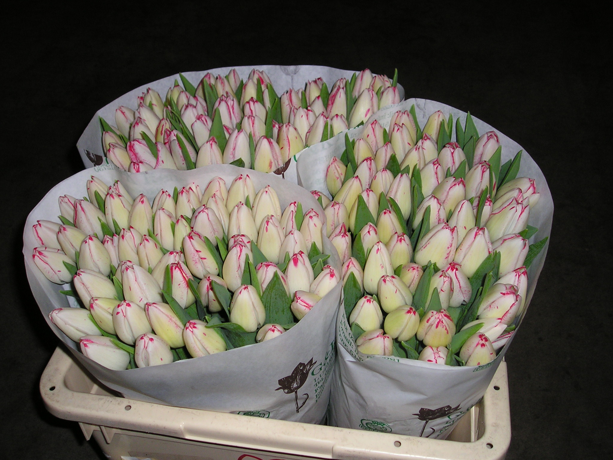 Tulp Denise