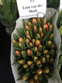 tulp-resultaat